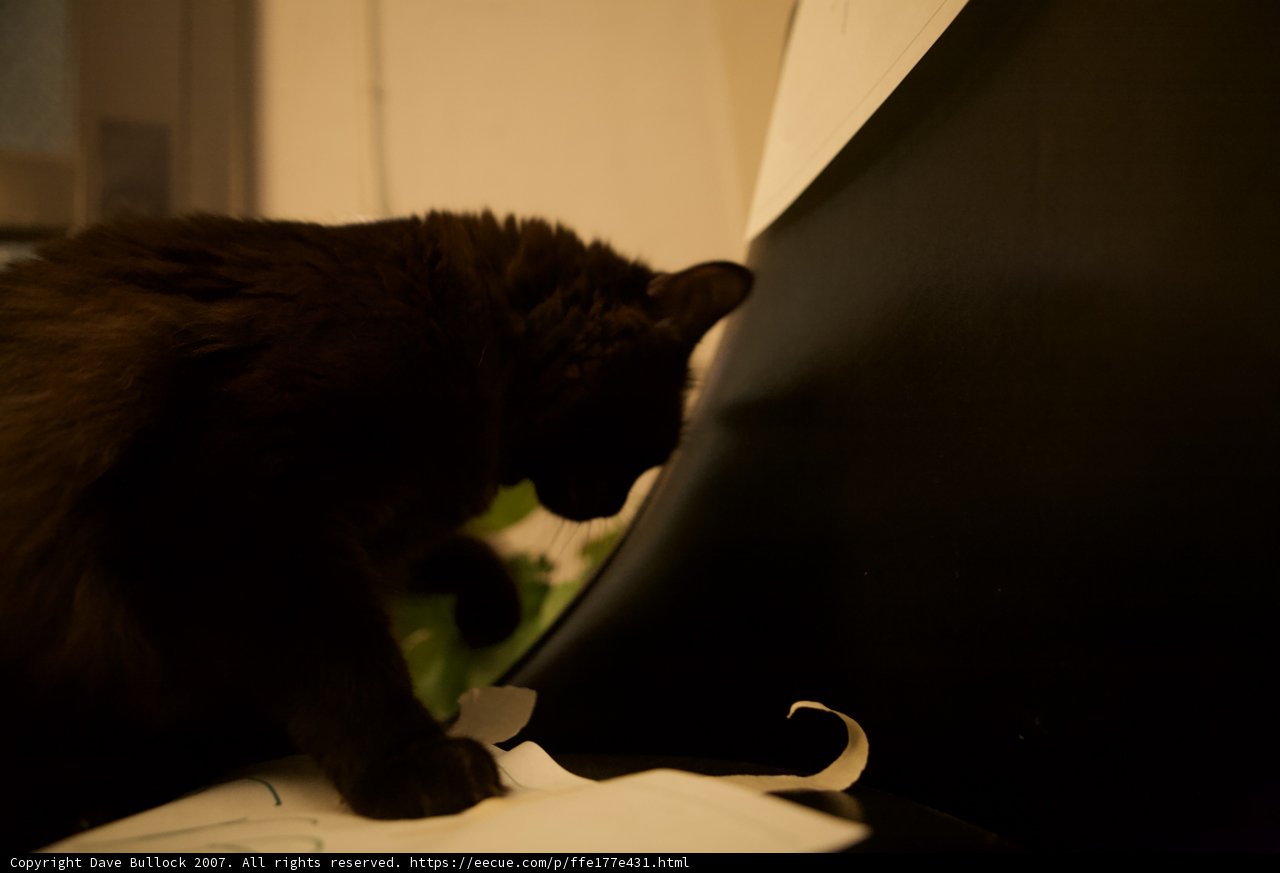 Midnight Companion