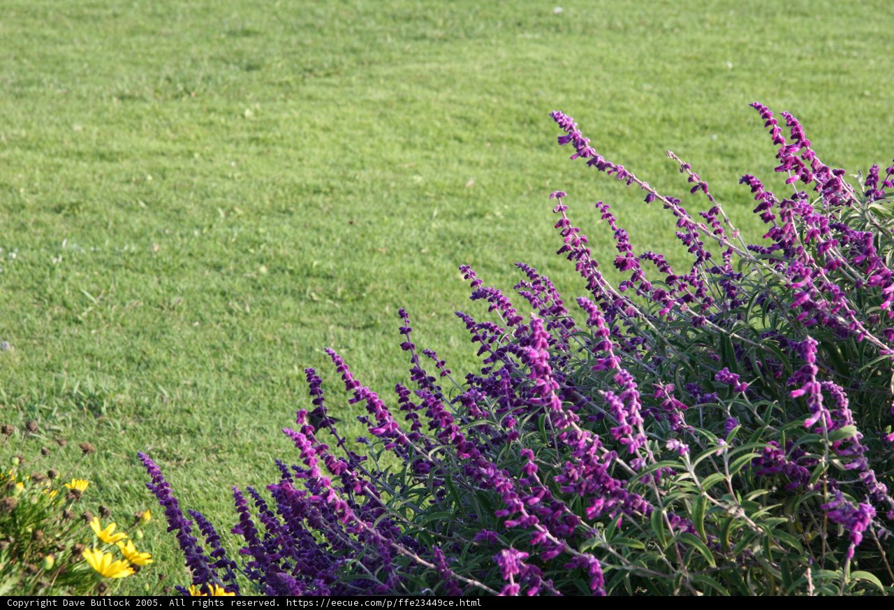 Purple Snapdragon amidst the Grass