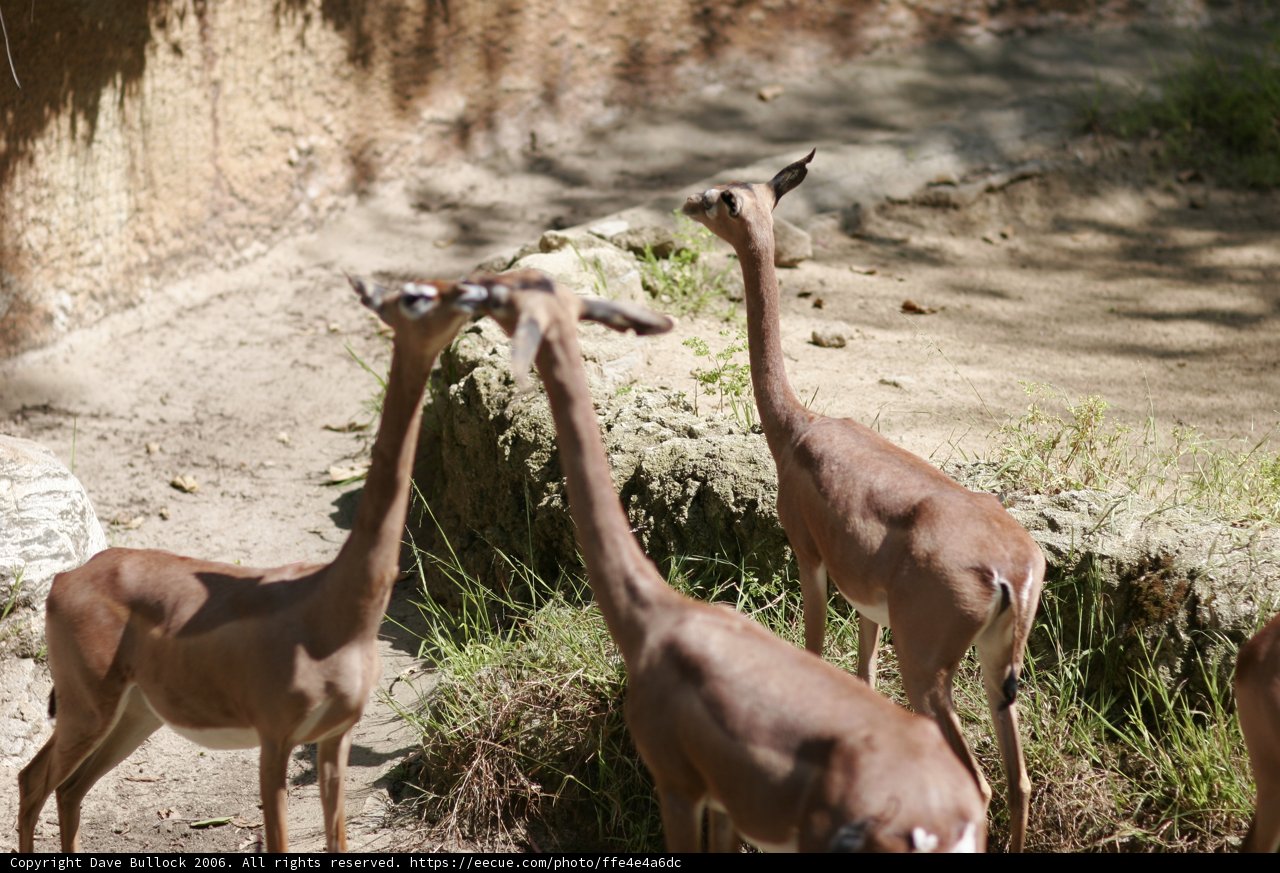Graceful Gazelles