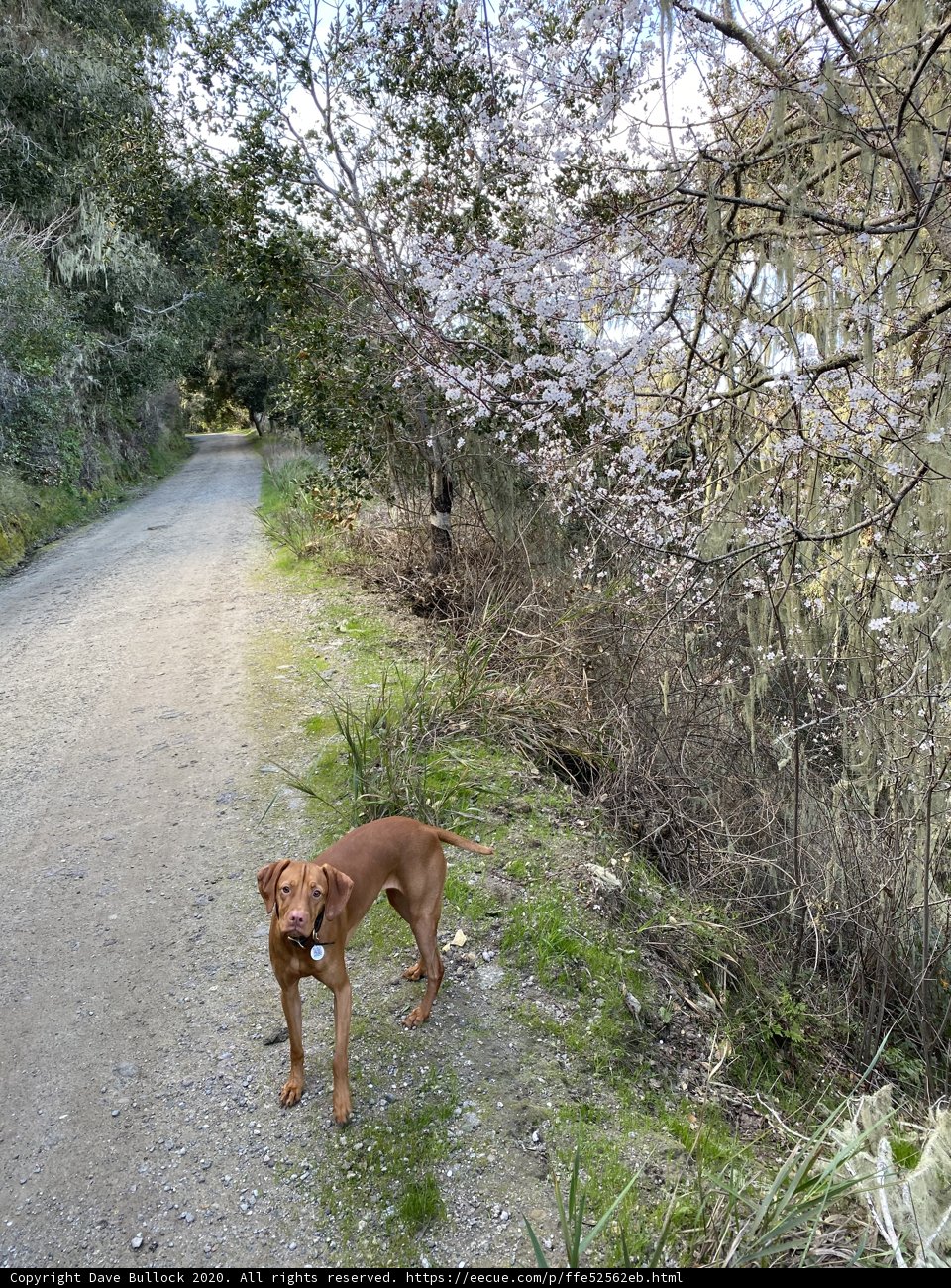 Tree-lined Trail with a Viszla