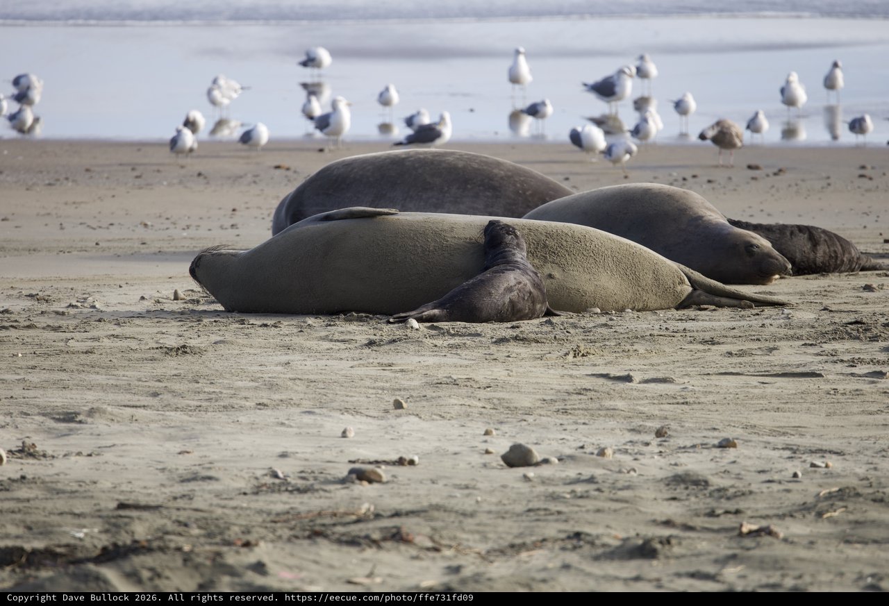 Elephant Seals Resting on Drakes Beach