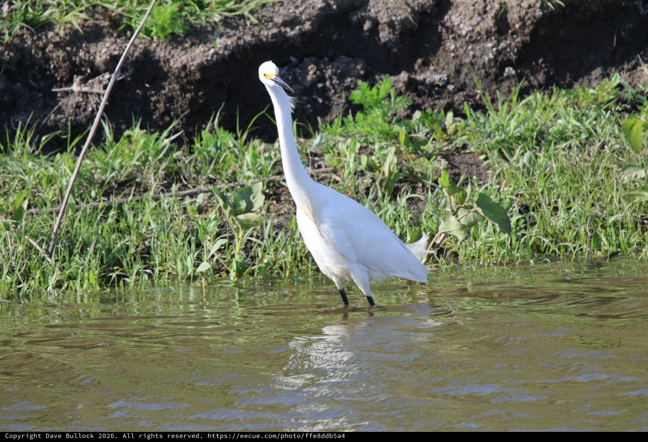 Snowy Egret Wading in Shallow Wetland Waters