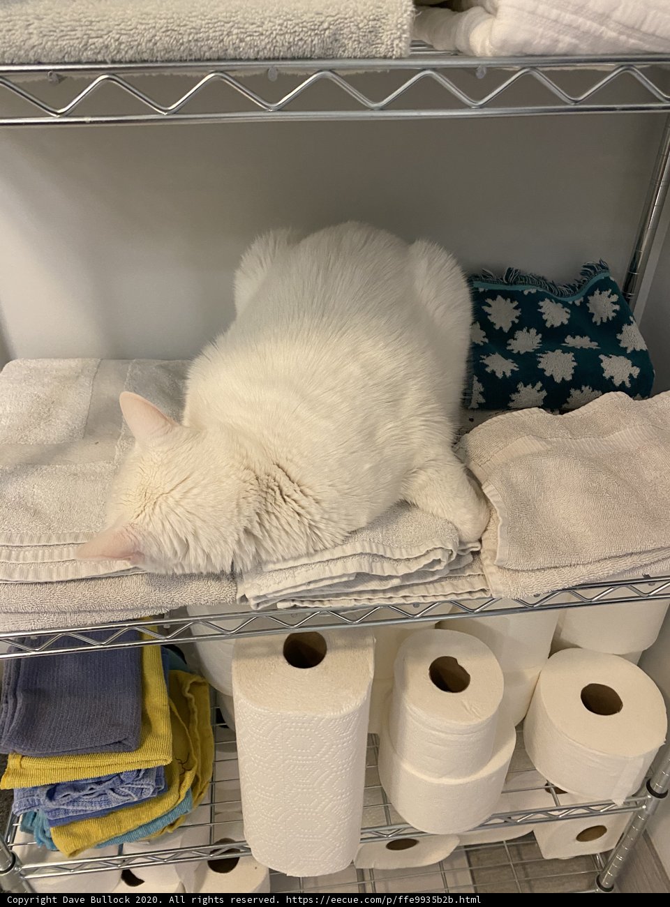 Towel Rack Napping