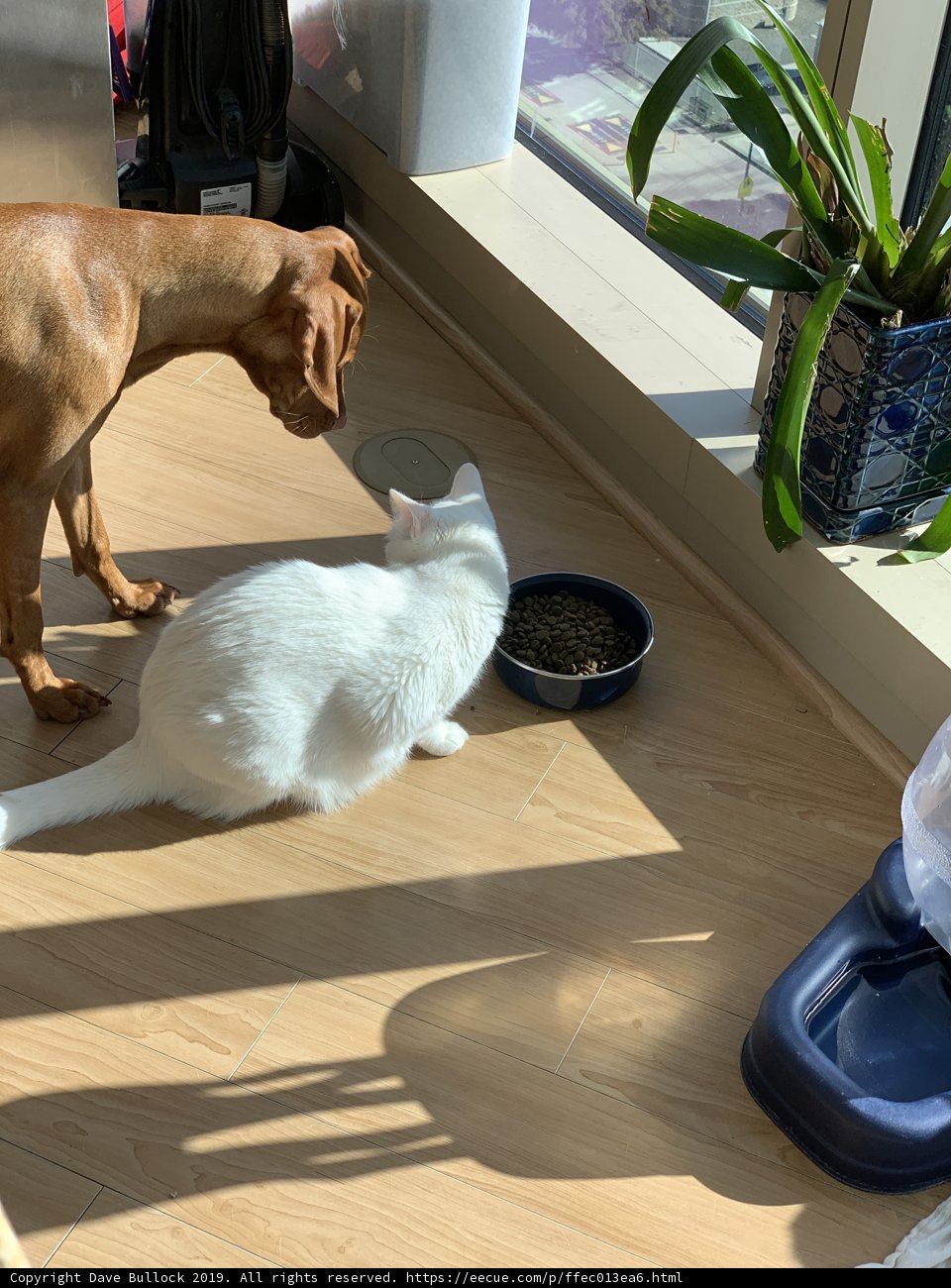 Furry Friends on Hardwood Flooring