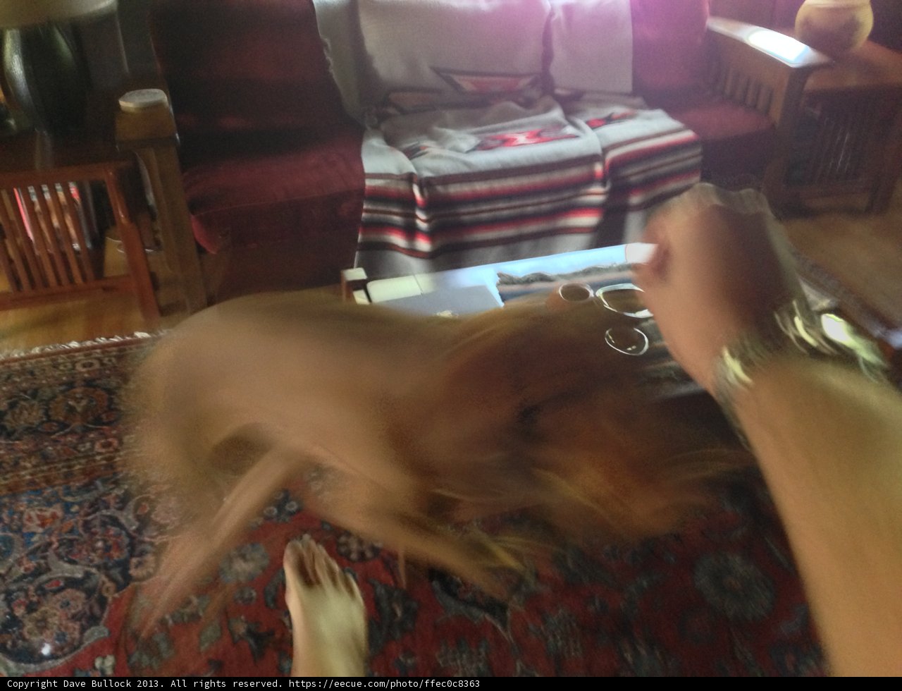 Playful Pup on the Sofa