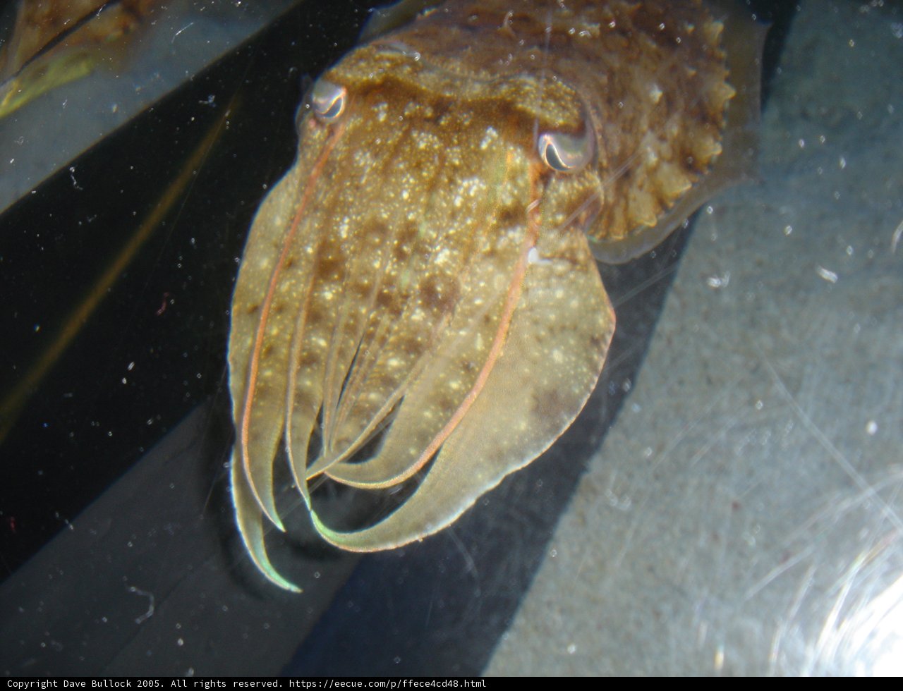 Majestic Cuttlefish