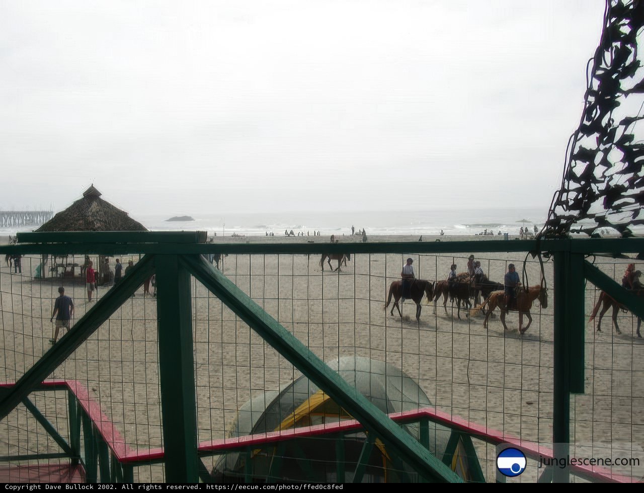 Horses Gallop Along the Ensenada Shoreline