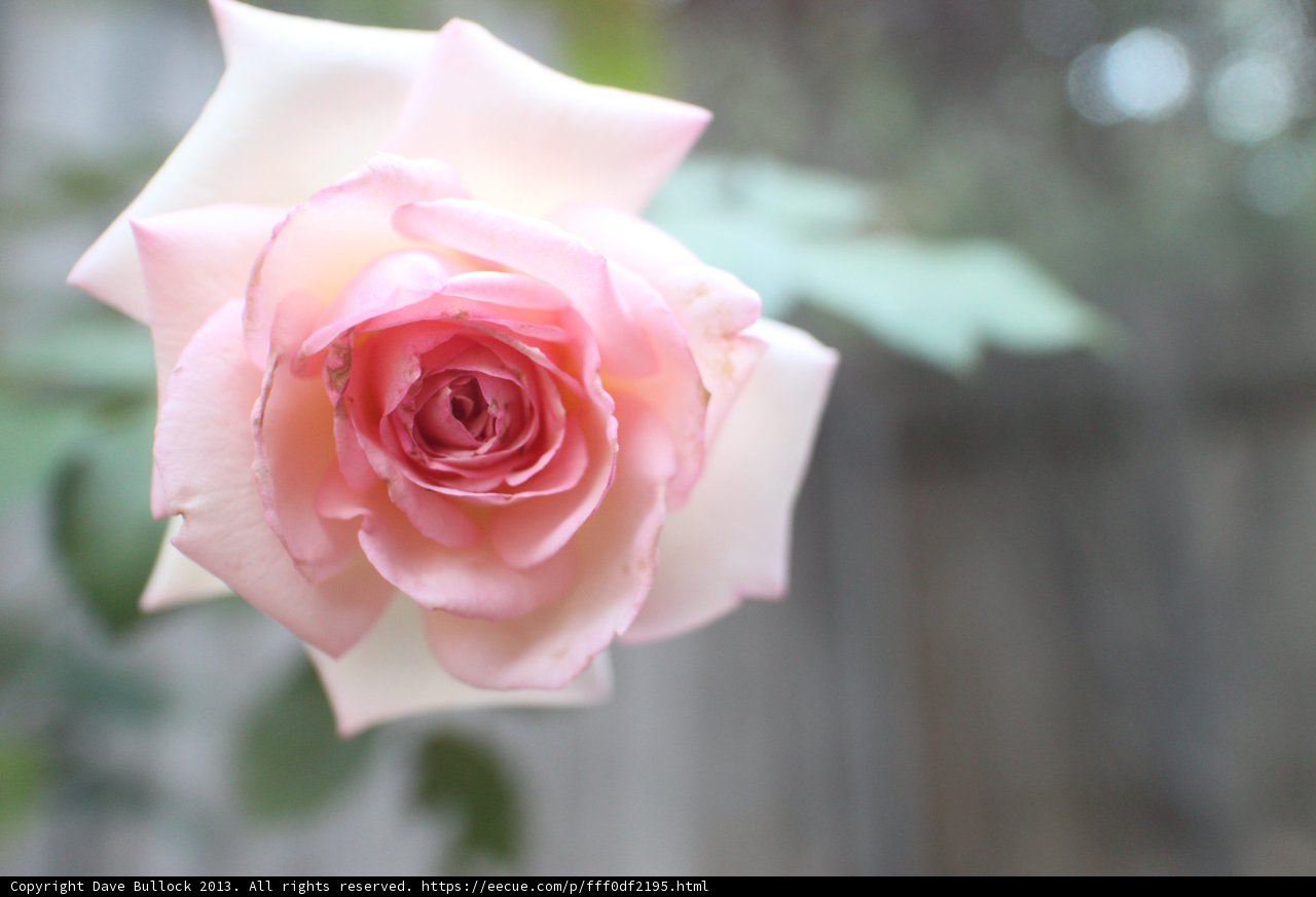 Pink Rose in Altadena