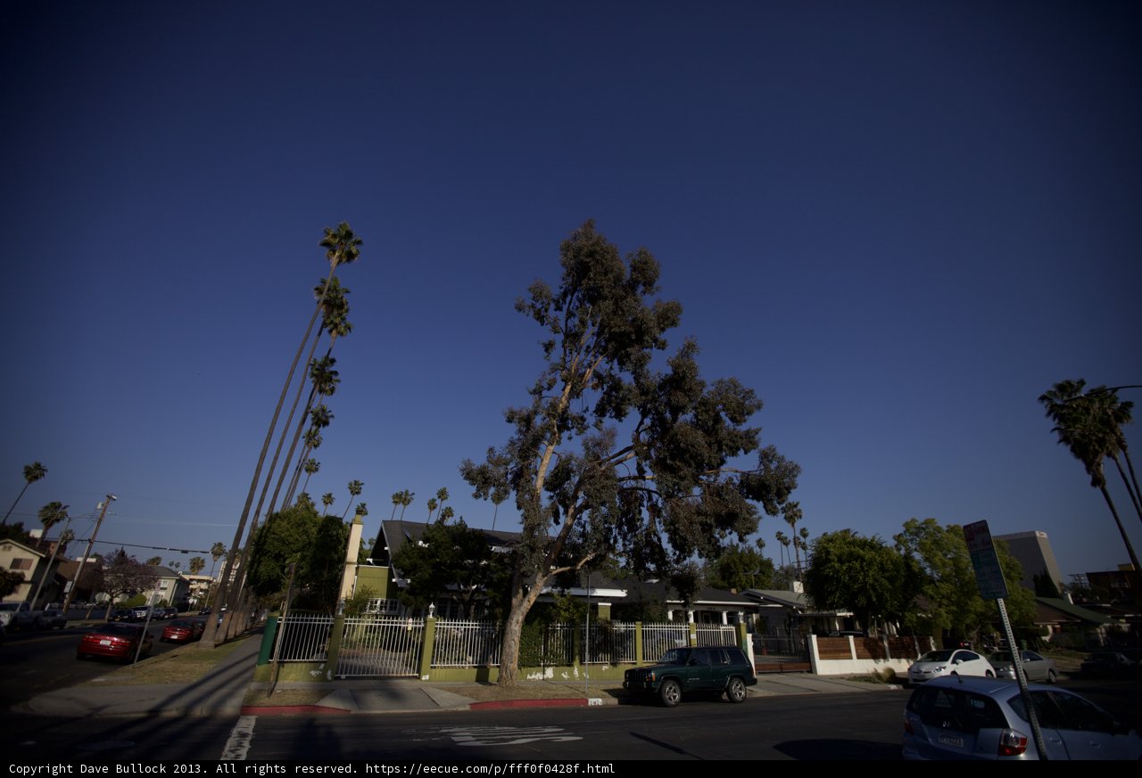 Tree-lined Street