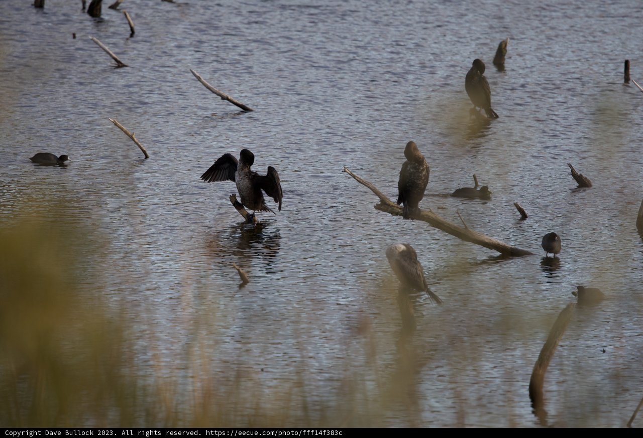 Enchanting Gathering at Lake Merced