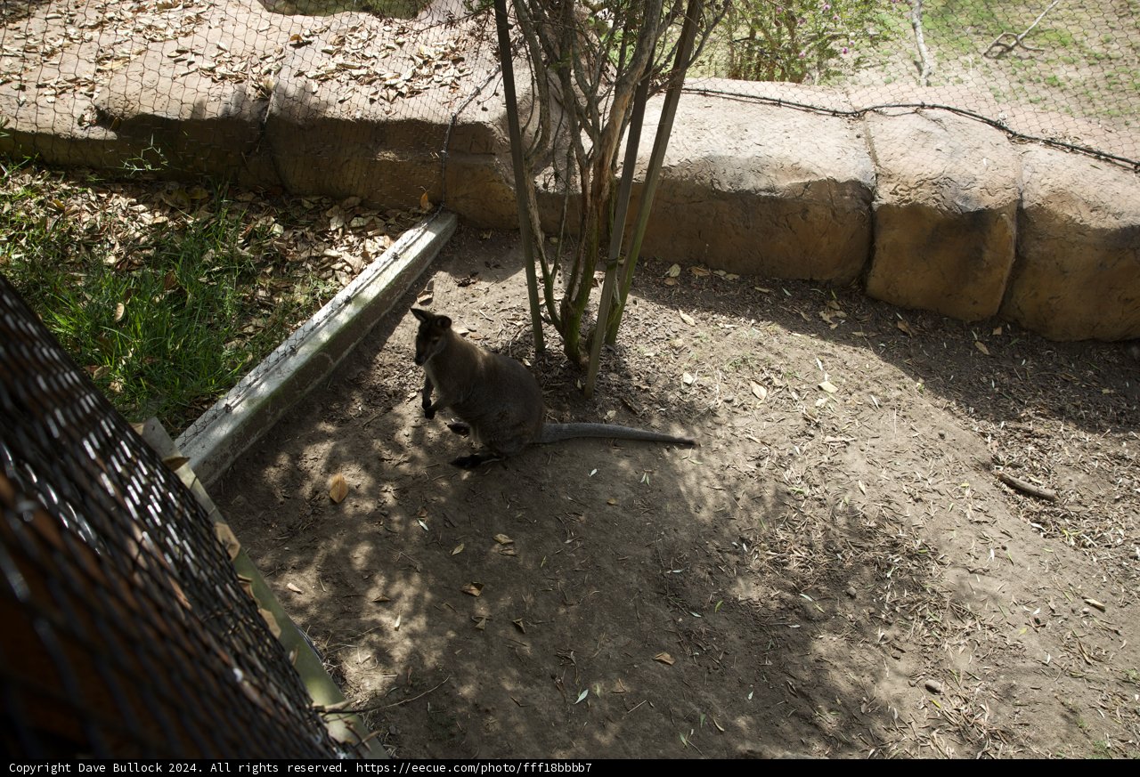 Curious Kangaroo Encounter