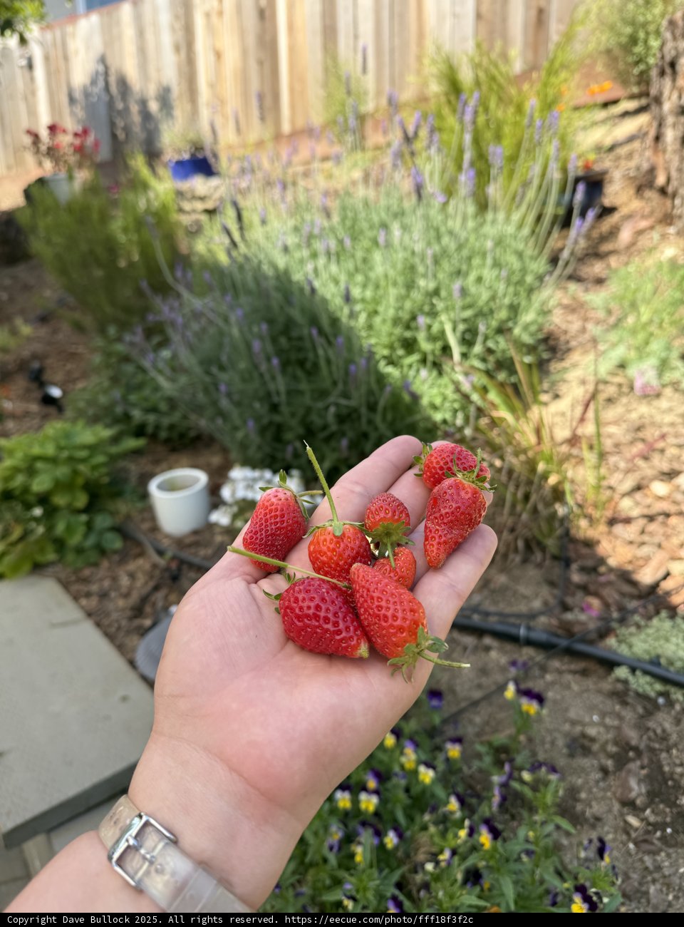 Garden Delights