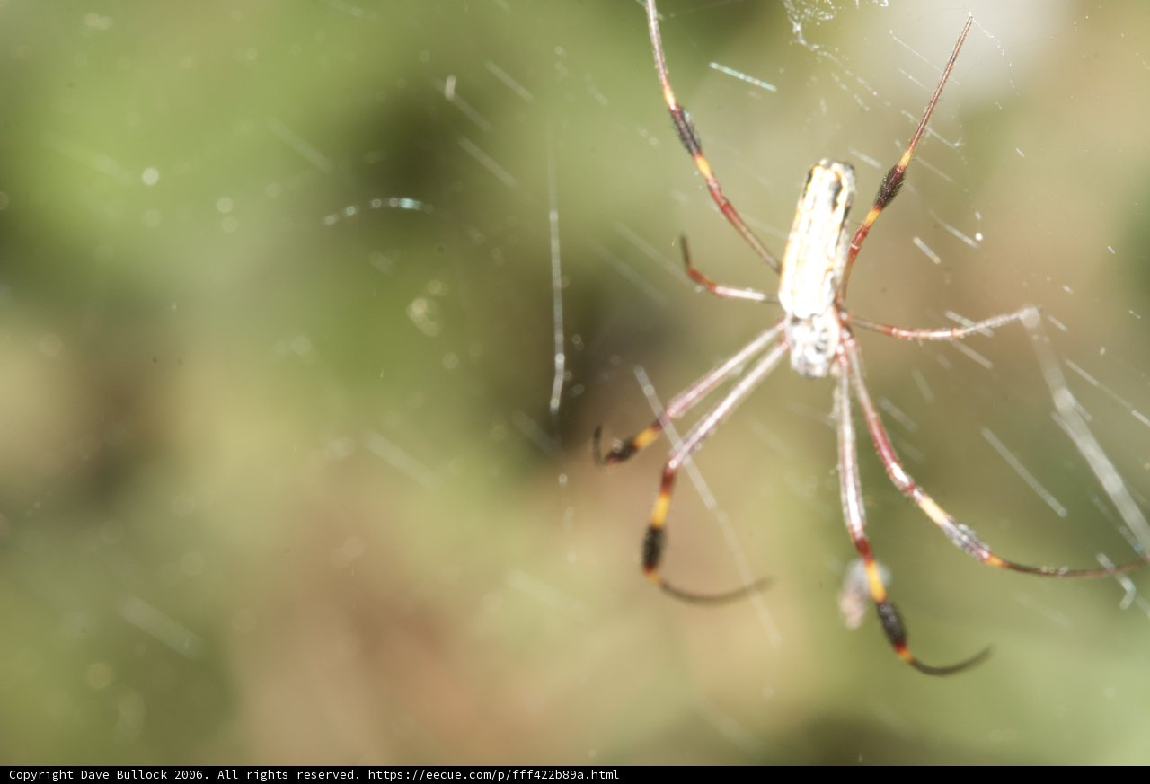 The Yellow Garden Spider