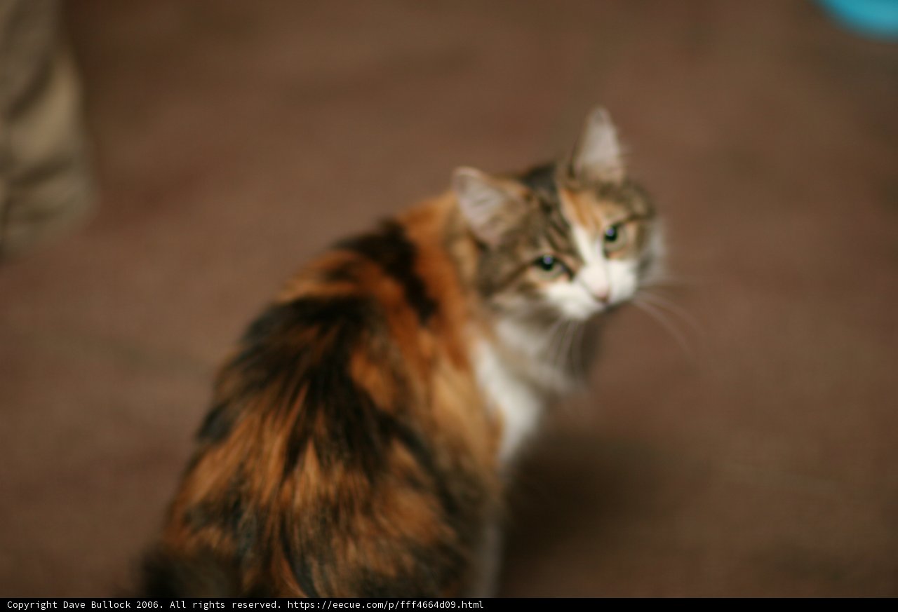 Feline Focus