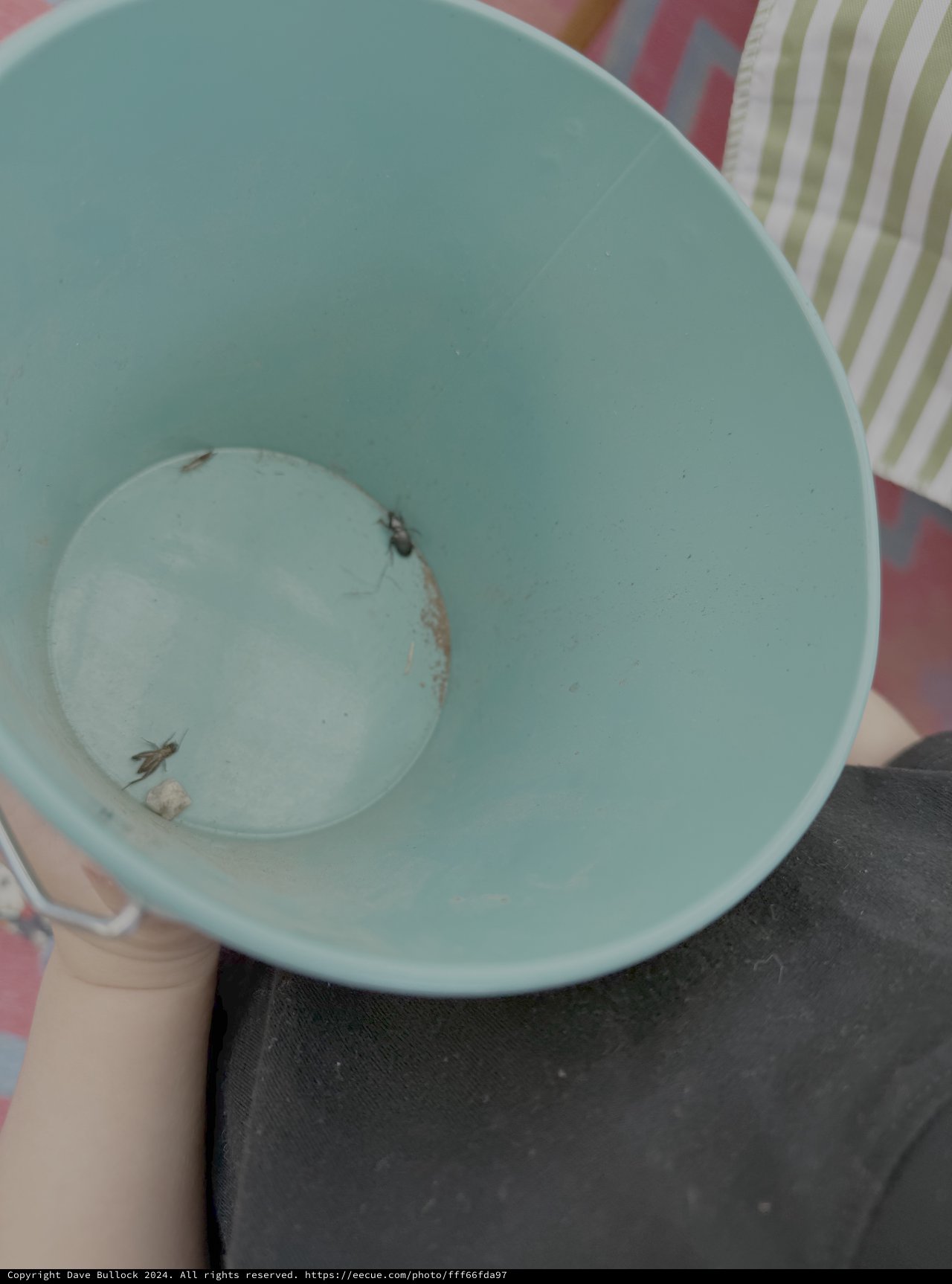 Cracked Ceramic Bowl with Small Insects Inside