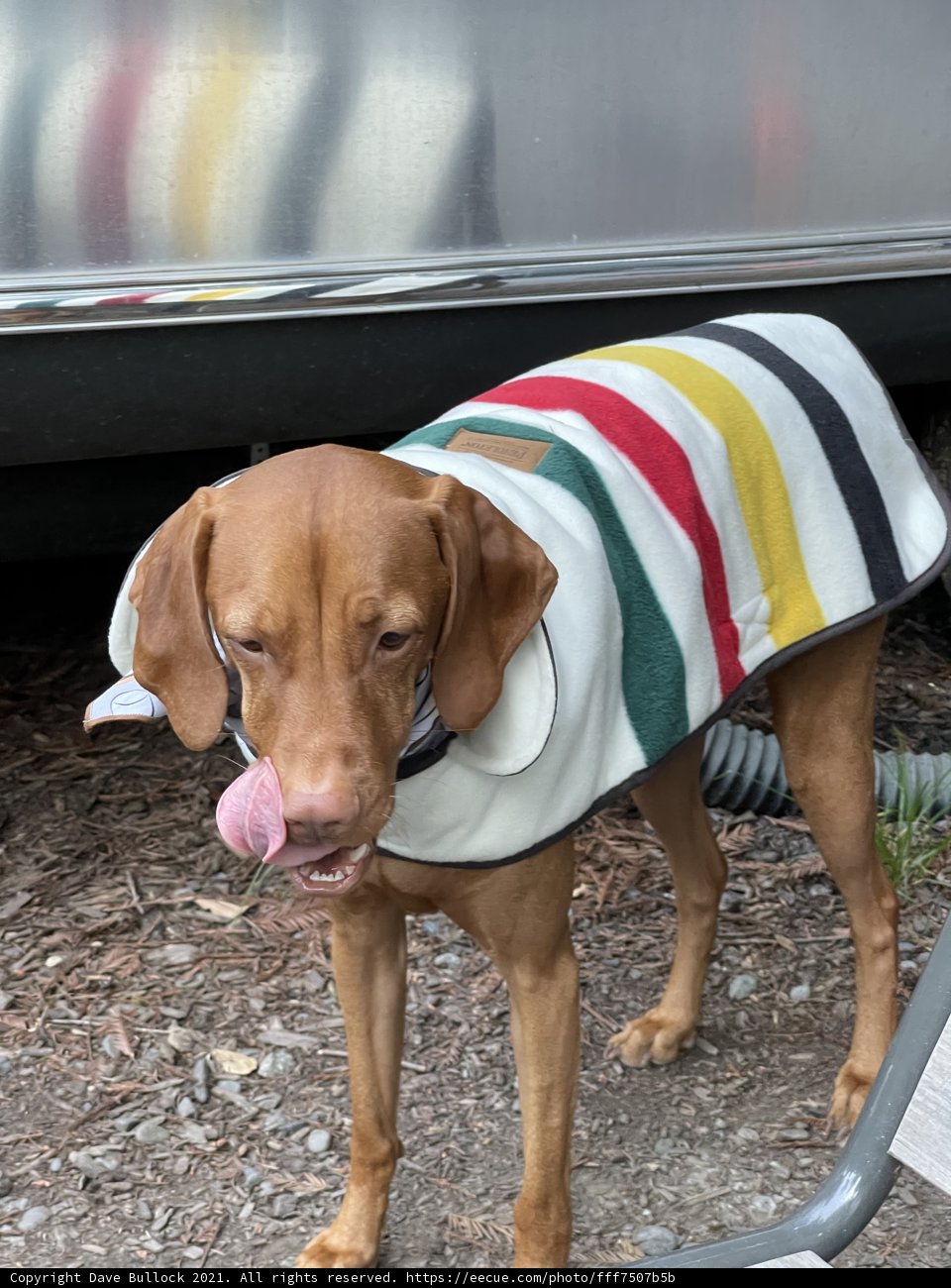 Colorful Stripes Dog Sweater