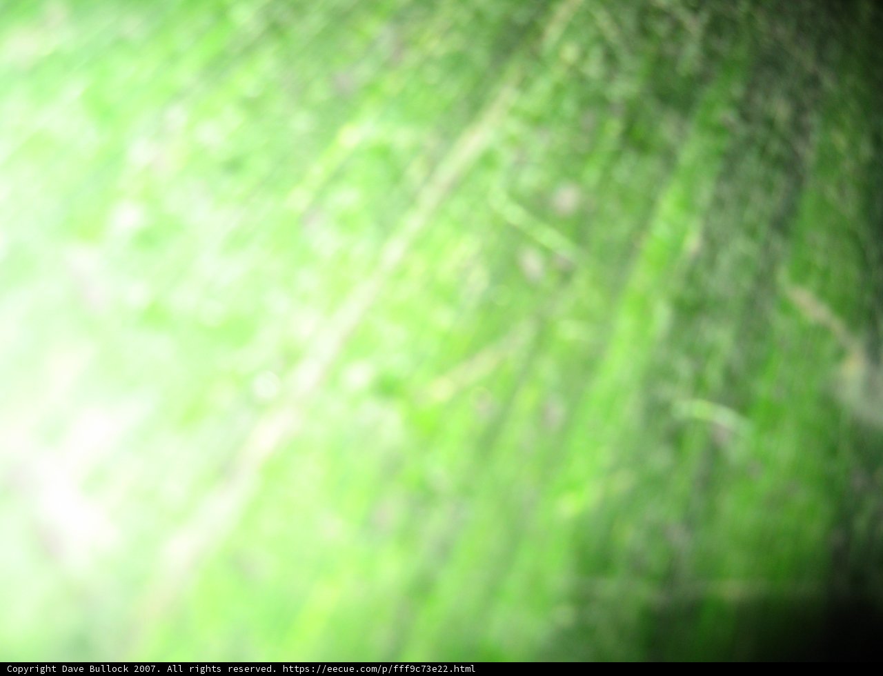 Blurry Green Leaf