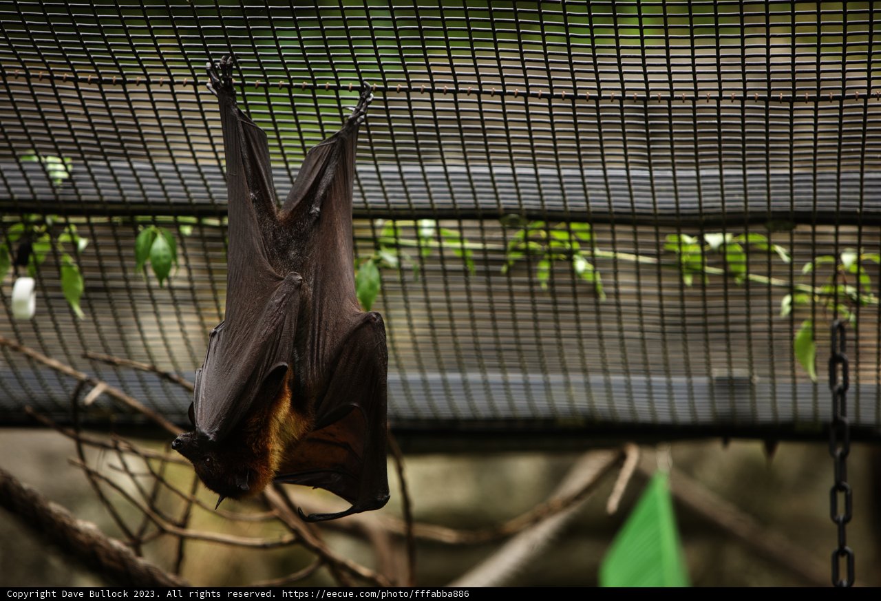 Encounter with the Night's Winged Wonder