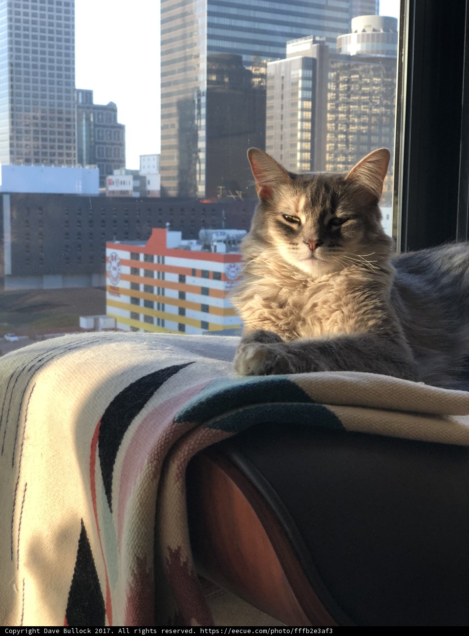 City Cat takes a nap