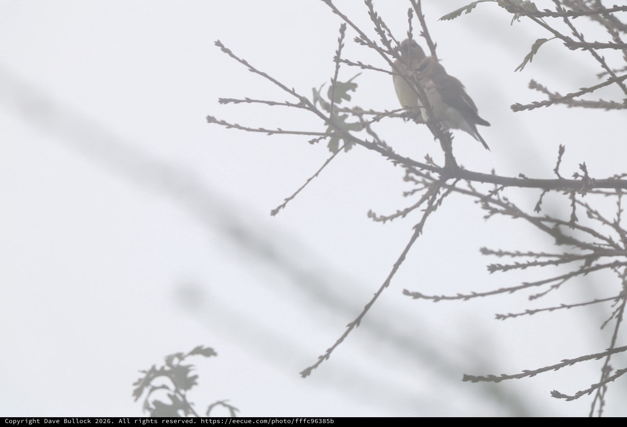 Solitary Bird Perched on Bare Winter Branch