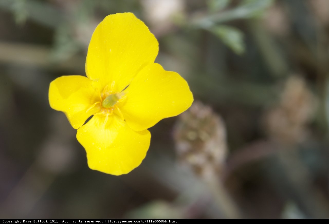 Solitary Beauty