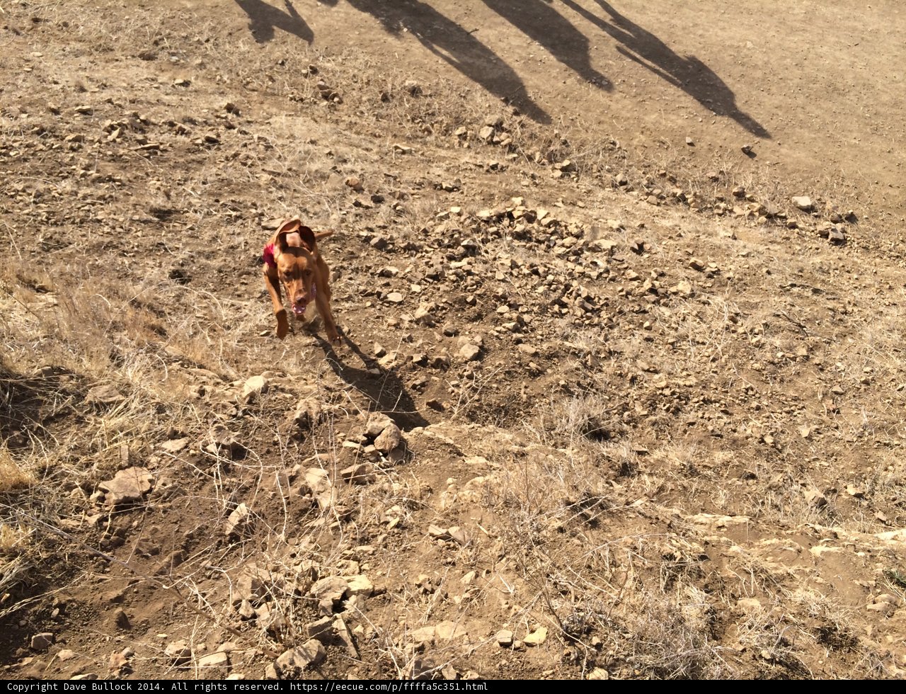Pup's Adventure in the Wilderness