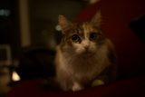 Midnight Lounging