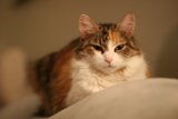 Couch Potato Feline