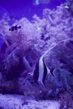 Striking Stripes: An Aquatic Encounter