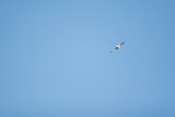 Soaring Bird