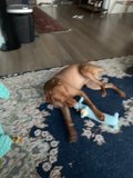 Man's Best Toy