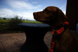 Canine Companion Basking at Bouchaine Vineyards