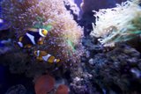 A Colorful Pair in the Coral Reef