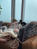 Furry Cuddle Buddies on the Couch