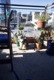 Feline Relaxation on a Balcony