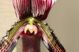 Delicate Orchid Blooming