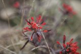 Red Geranium Flower in the Grass