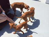 The Three Canine Companions