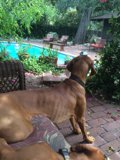 Patio Pups and Pool Time