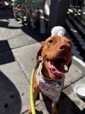 Birthday Pup