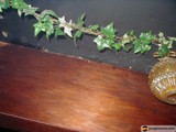 Ivy-adorned Vase