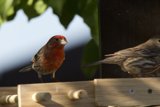 Feathered Companions