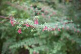 Pink Blossoms at the San Francisco Botanical Garden