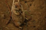 A Day at the San Francisco Zoo: Tiny Tenant