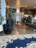Canine Companion in a Cozy Living Room