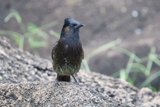 Majestic Gaze: A Finch at the Honolulu Zoo
