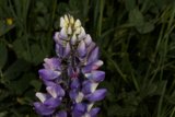A Beautiful Lupine Flower in a Field