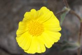 Sunny Blooms