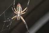 Garden Spider in Black and White