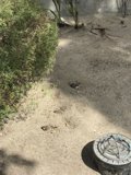Feathered Friends
